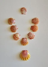 Hawaii Sunrise Shell  Lot 