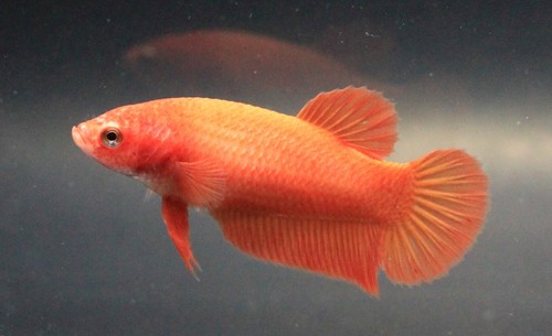 Live Betta Fish Pet Fancy Plakad Super Orange Female Girl Breed Aqua Home Decor - Picture 16 of 24