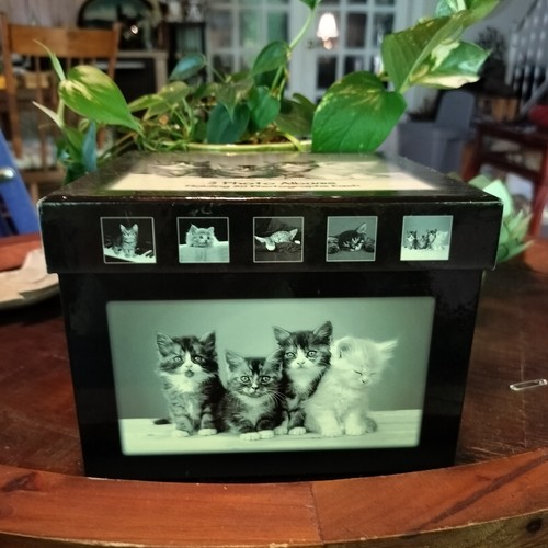 Kitten Three Volume Photo Album Boxed Set - Picture 3 of 19