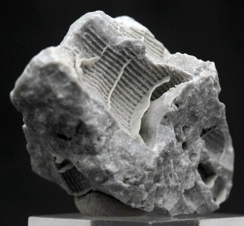 FOSSIL CORAL Fossilized Natural Mineral Specimen Sea Life Reef Ocean OHIO - Picture 2 of 4