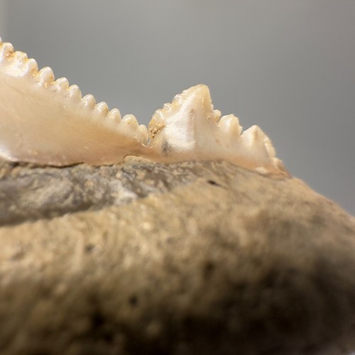 LARGE High Quality Serrated 2.35" AURICULATUS Shark Tooth - Early Eocene, KZ - Picture 7 of 9