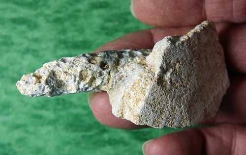Chalcedony Fossil Horsetail Cone – Western Sahara - Picture 4 of 6