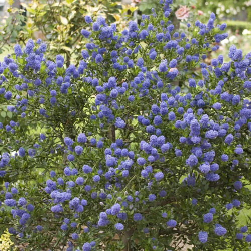 Large 70-80cm Tall Hardy California Lilac Ceanothus Blue Blossom Standard Tree - Picture 4 of 6
