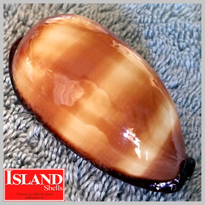 Cypraea talpa #2  62.8mm EXQUISITE BEAUTY from the Philippines