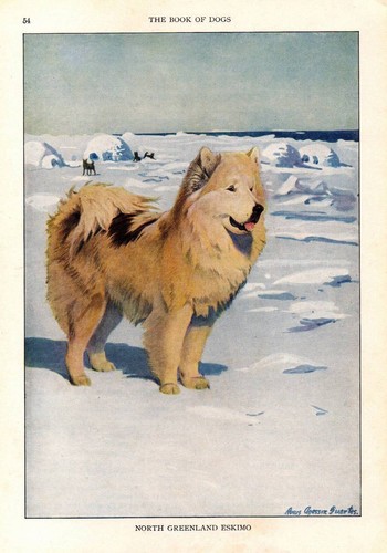 1927 Original Vintage Dog Print by Louis Agassiz Fuertes North Greenland Eskimo - Picture 2 of 2