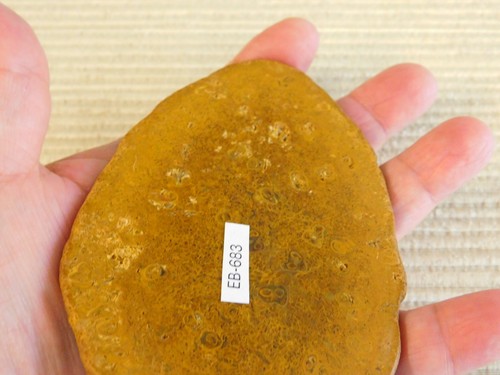 Tempskya Tree Fern Fossil Slab for making Cabochons - Picture 4 of 7