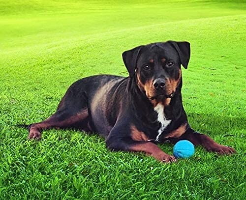 DOG TOY BABBLE BALL INTERACTIVE TALKING DURABLE TOUGH BALL TOY 3 SIZES - Picture 3 of 11