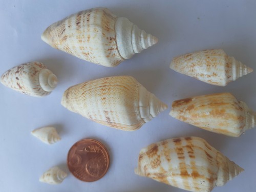 10 molluschi mediterranei Strombus Decorus gastropoda conchiglia di mare - Foto 2 di 5