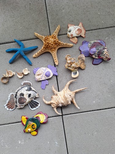 Muscheln - Sammlung - maritime Dekoration - Bild 3 von 3