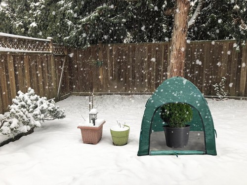 Durable Plant Protection Covers for Snow & Frost - With Zipper Access (2 Pack) - Picture 5 of 8