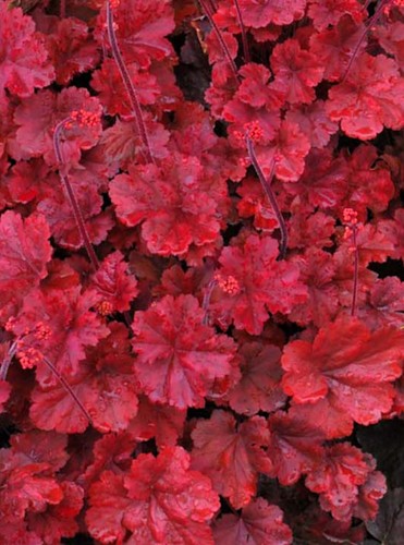 Heuchera (Cherry Cola) coral bells 3Lt Pot XXXL Plants to your door - Picture 6 of 15
