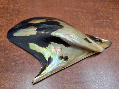 BLACK LIP OYSTER MOTHER OF PEARL LIP SEA SHELL PLATE DECOR 7"