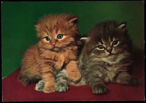 Cats Two Little Kittens E.T.W. Dennis Animal Postcard - Picture 1 of 2