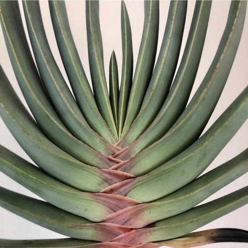 8CM Succulent Aloe Plant Aloe Kumara Plicatilis Liliaceae Home Garden Beautiful - Bild 6 von 19