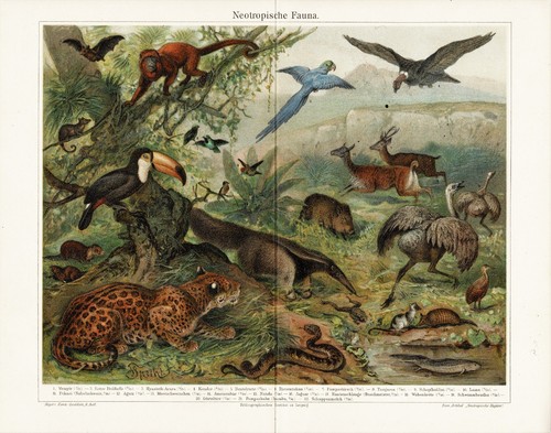 Nearctic and Neotropische Fauna 2 Antique Chromolithographs 1898 - Picture 3 of 4