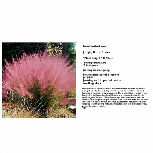 100pcs Ornamental Grasses Four Season Cold Resistant Ddwarf Potted Seeds - Picture 21 of 35