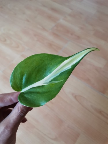 Philodendron Silver Stripe Stammableger