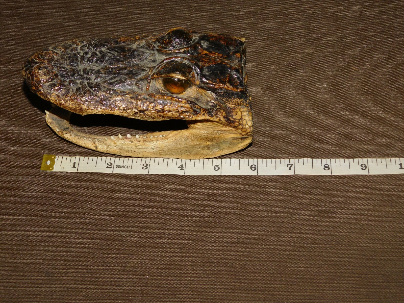  6" LONG REAL ALLIGATOR HEAD DESK DISPLAY PAPERWEIGHT
