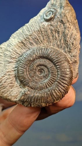 Fósiles enteros Whitby Dactylioceras amonites en nódulo 80 x 60 mm - Imagen 3 de 6