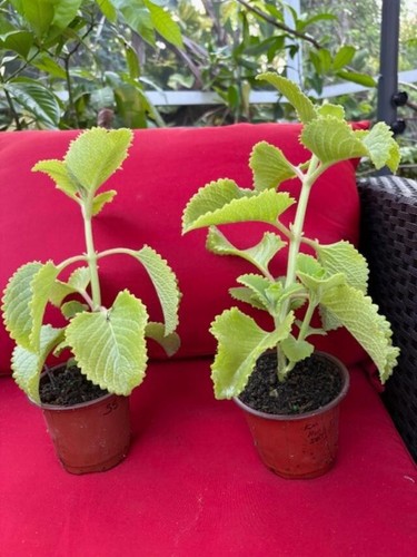 PLECTRANTHUS AMBOINICUS (CUBAN/TROPICAL OREGANO/SPANISH THYME, +3 FREE CUTTINGS - Picture 4 of 9
