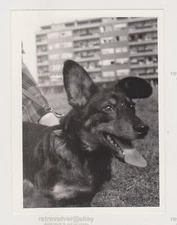 Gorgeous Mixed-Breed Dog with Floppy Ears Gazing into the Unknown Abstract Photo