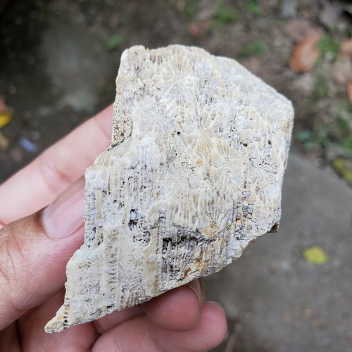 114gr Natural Rough Silicified Coral Fossil - Picture 4 of 7