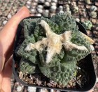 Sale pot 5cm A. Fis Hybird "Godzilla" WYSIWYG Feature Self Rooteds