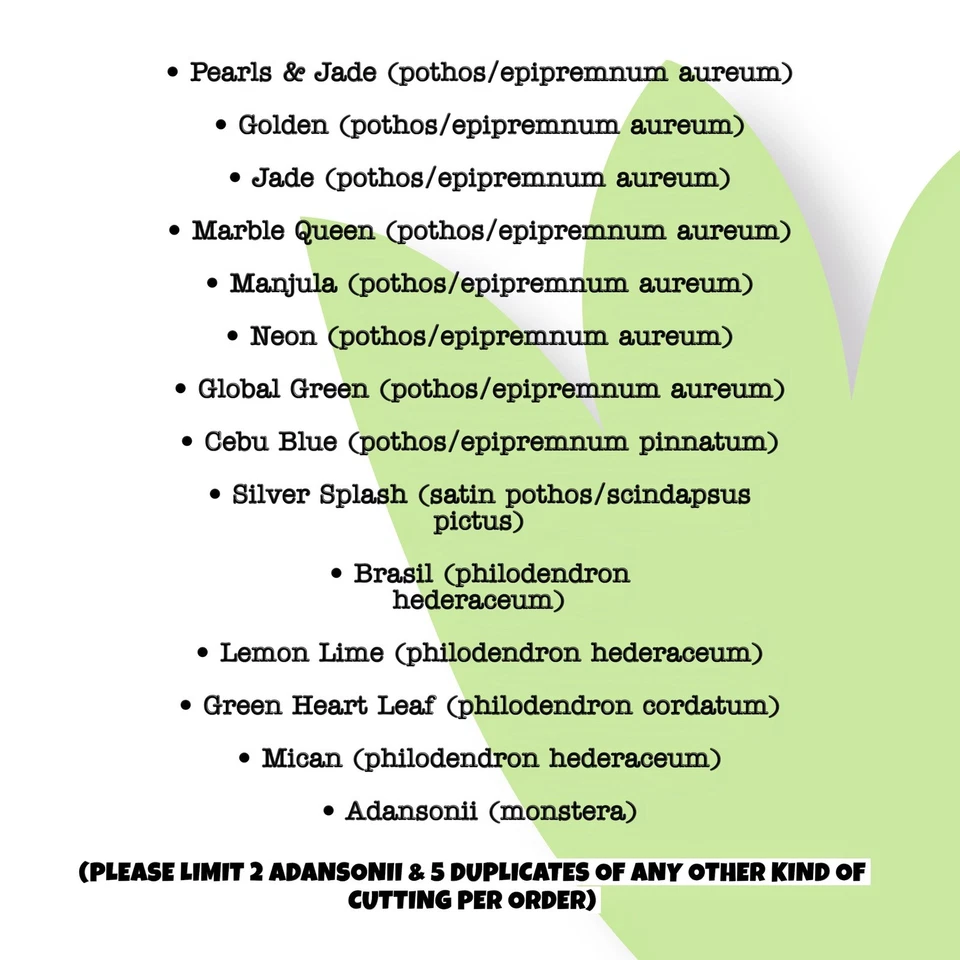 15 Houseplant Cuttings: Pothos, Philodendron, Monstera - Water Propagation - Image 2 of 4