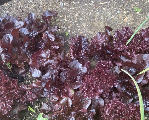 Roter Romana Salat mit schöner Füllung, 15+ Samen - Bild 4 von 4