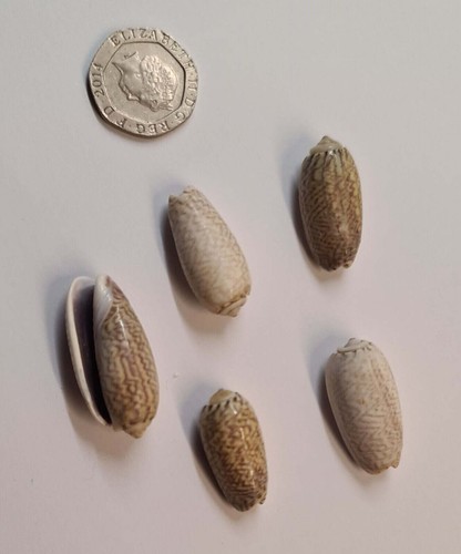 5 x OLIVE AQUARIUM SNAIL SHELLS DECORATION CRAFTS HERMIT CRAB (O04) - Picture 2 of 2
