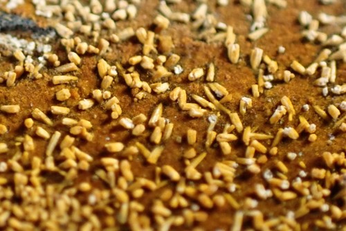 FERRISTRUNZITE * FINE CRYSTALS + CACOXENITE ON MATRIX * RARE !!! Aprath, GERMANY - Picture 9 of 23