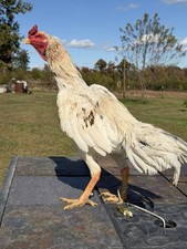 Thai Chicken Hatching eggs