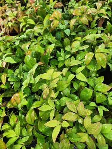 Nandina Zwerg Feuerkraft domestica, Starterpflanze, 10 Stück - Bild 4 von 6