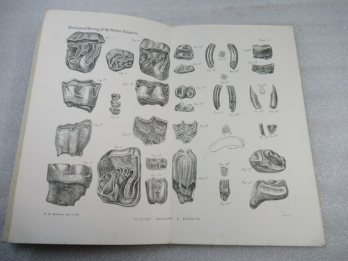 1891 Die Wirbeltiere der pliozänen Lagerstätten Großbritanniens - Geological Survey PB - Bild 18 von 24