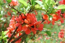 Chaenomeles Japonica 10 Seeds, Cold Hardy Bonsai Red Japanese Quince Shrub