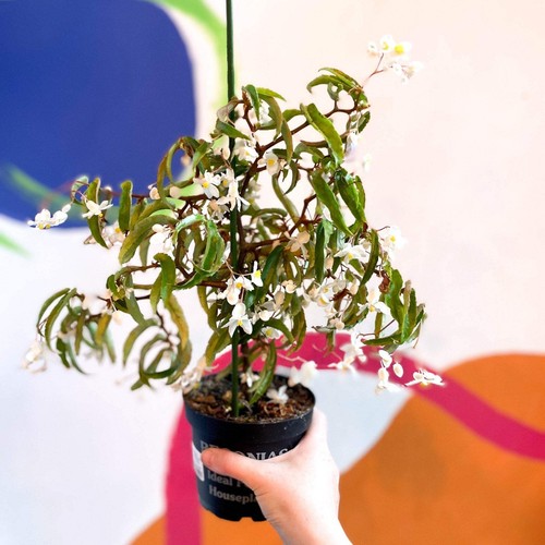 Begonia echinosepala var. elongatifolia - Welsh Grown