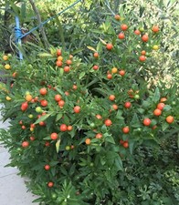 25 GRAINES *POMMIER D'AMOUR * SOLANUM PSEUDOCAPSICUM * ZERO PHYTO BIO