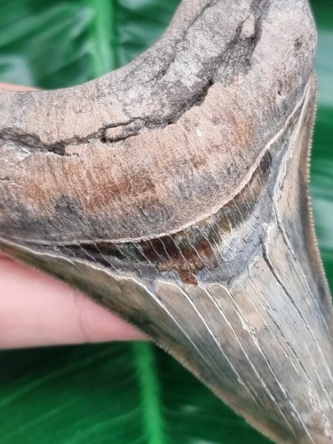 10,4 cm affilato rasoio mascella inferiore - dente del megalodonte - dente di squalo fossile - Foto 10 di 10