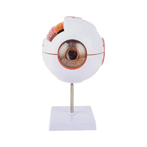 Eye Models Anatomical Eye Models Medical Learning and Teaching Instruments - Picture 10 of 12