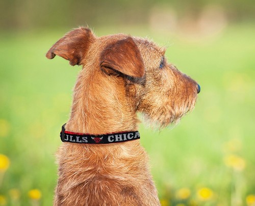 NBA Pet Collar Heavy-duty Durable & Adjustable Dog Collar & Cat Collar - Picture 7 of 60