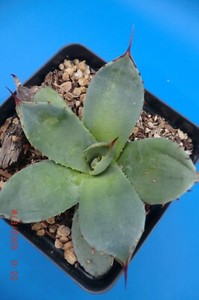 Agave Parryi Truncata | eBay Agave Parryi Truncata | eBay
