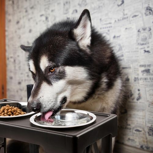 Pet Zone Black Adjustable Dog Feeder Bowl Easy To Set Up NEW - Picture 5 of 5