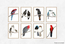 Set of 8 Watercolour Australian Bird Prints