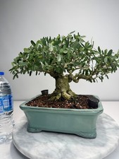 Purple Desmodium Bonsai (Purple)