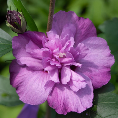 s 2 Gal. Dark Lavender Chiffon Rose of Sharon (Hibiscus