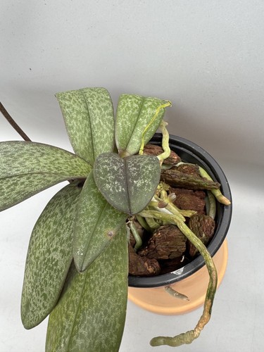 Doritis pulcherrima marmorata - Imagen 8 de 8