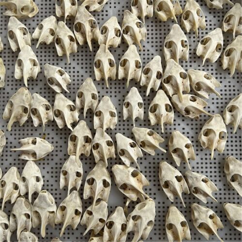 Taxidermy 50 pcs Real Turtle Skulls/Collectibles/Precious Gifts/animal skull - Picture 1 of 3