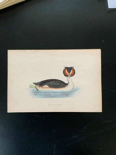 Antique Colour Plate Print F O Morris A History Of British Birds Hand Coloured - Picture 27 of 94