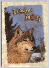 Postcard Timber Wolf 