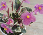 African Violet Plant - Mac's Coral Clackamas ~ variegated semi ~ Clackamas